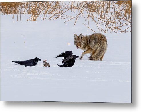 Coyote Metal Print featuring the photograph Coyote And Crow by Siyu And Wei Photography