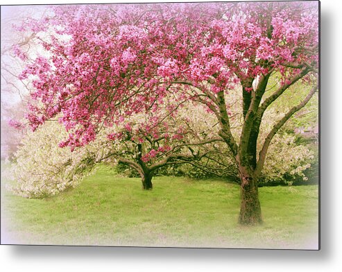 Spring Metal Print featuring the photograph Crabapple Confection by Jessica Jenney