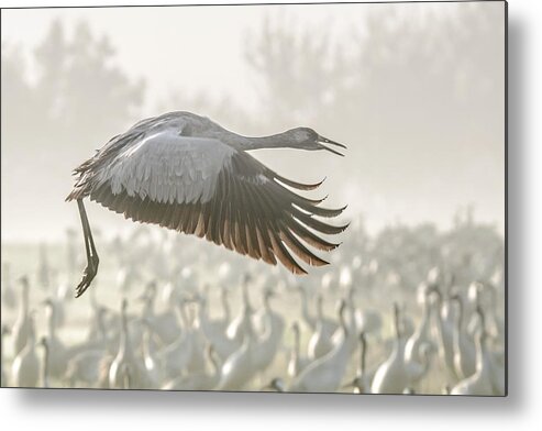 Nature Metal Print featuring the photograph Crane In Flight... by Natalia Rublina