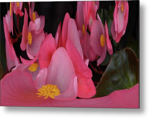 Begonia's Metal Print featuring the photograph Creation of Begonia's by Terence Davis