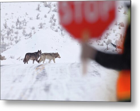 Yellowstone Metal Print featuring the photograph Crossing Guard by Eilish Palmer