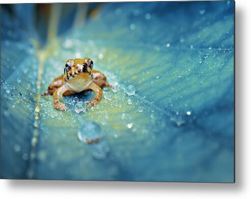 Frog Metal Print featuring the photograph Crystal Guard by Robby Fakhriannur