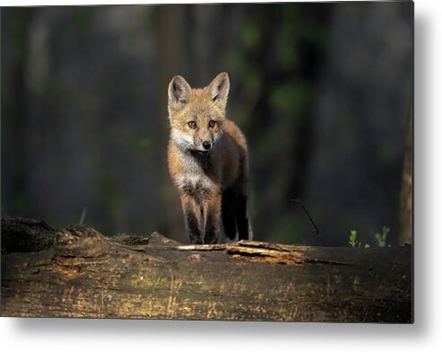 Fox Metal Print featuring the photograph Crystal Tears by James Overesch