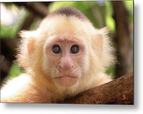 Curious Metal Print featuring the photograph Curious George by Brian Gustafson
