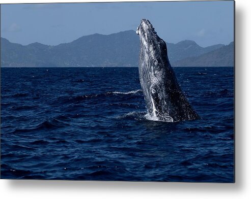 Whale
Nature
Wildlife
Curious
Juvenile
Indian Ocean
Lagoon
Mayotte Metal Print featuring the photograph Curious by Serge Melesan