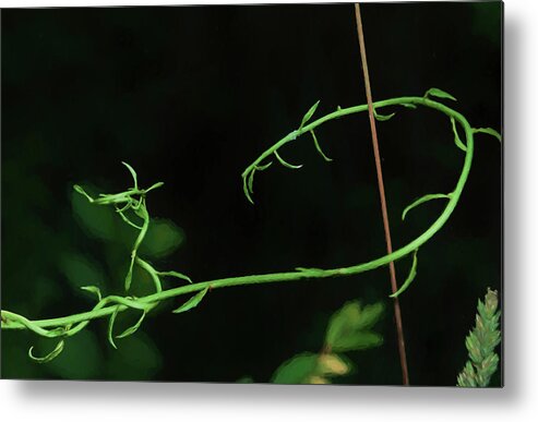 Curly Green Vine Liquid Pencil Drawing Metal Print featuring the photograph Curly Green Vine Liquid Pencil Drawing by Anthony Paladino