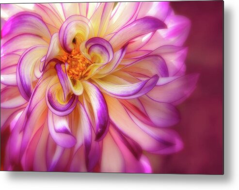 Dahlia Metal Print featuring the photograph Curly, Swirly Dahlia by Mary Jo Allen
