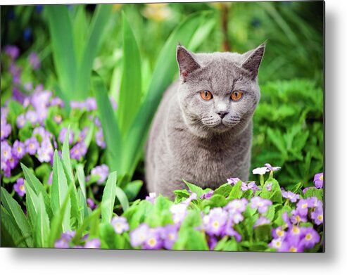 Purebred Cat Metal Print featuring the photograph Cute Kitten Oudoors by Artmarie