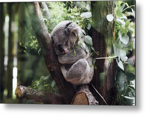 Cute Metal Print featuring the photograph Cute Koala by Top Wallpapers