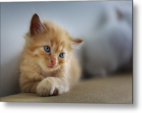 Cat Metal Print featuring the photograph Cute orange kitty by Top Wallpapers
