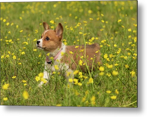 Daffodil Metal Print featuring the photograph Daffodil in Buttercups by Donna Twiford