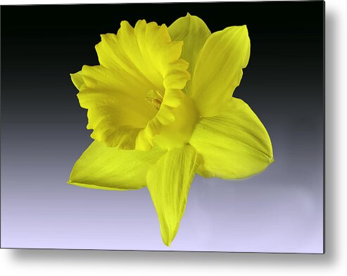 Nature
Bloom
Daffodil
Yellow
Structure
C
Color
B
Right
Garden
Spring Metal Print featuring the photograph Daffodil by Jlloydphoto