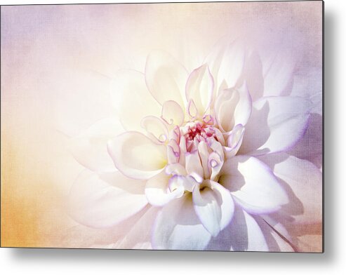 Photography Metal Print featuring the digital art Dahlia Delicacy by Terry Davis