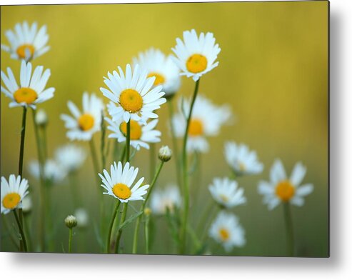 Grass Metal Print featuring the photograph Daisy Flower And Defocused Background by Konradlew