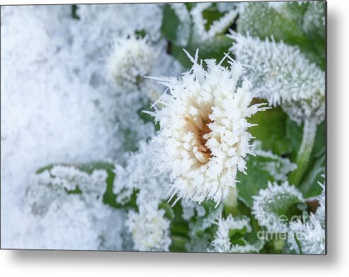 Flower Metal Print featuring the photograph Daisy flower covered in winter ice by Simon Bratt