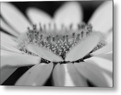 Nature Metal Print featuring the photograph Daisy Flower Macro by Louis Dallara