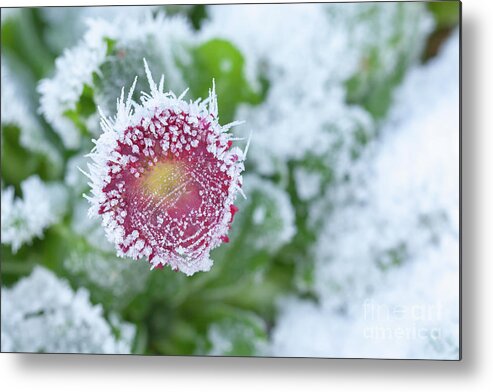 Frozen Metal Print featuring the photograph Daisy frozen in winter garden by Simon Bratt