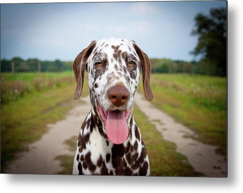 Pets Metal Print featuring the photograph Dalmatian by Carsten Schoenijahn Photography