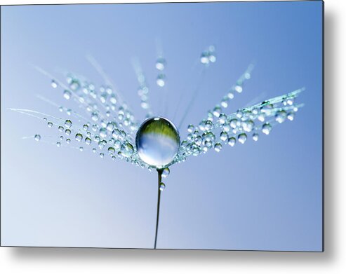 Single Flower Metal Print featuring the photograph Dandelion And Dew - Blue Sky Water by Thomasvogel