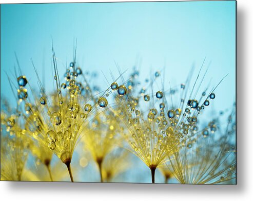 Yellow Metal Print featuring the photograph Dandelion And Dew - Gold Abstract Macro by Thomasvogel