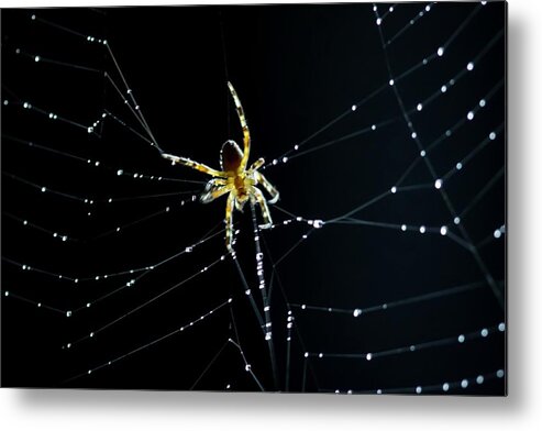 Spider Metal Print featuring the photograph Dark Kitchen by Terri Hart-Ellis