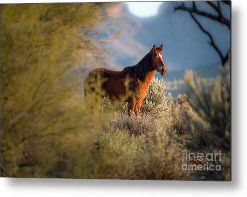 Mustang Metal Print featuring the photograph Day's End at the River by Lisa Manifold
