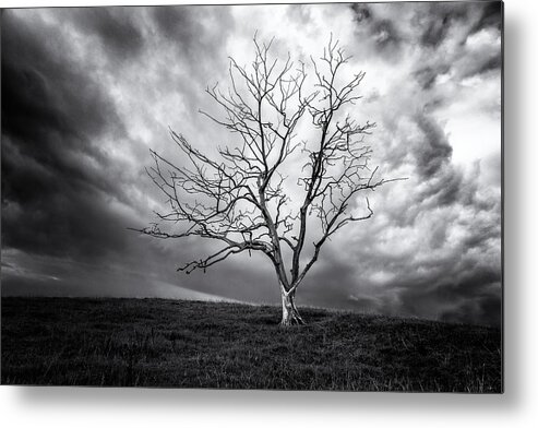 Trees Metal Print featuring the photograph Dead Tree. by Leif Lndal