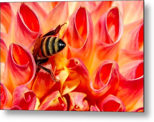 Macro Metal Print featuring the photograph Deep Dive by Susan Rydberg