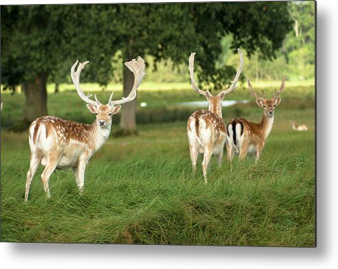 Grass Metal Print featuring the photograph Deer At Powderham Park, Devon by Moorefam