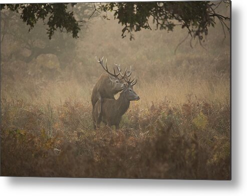 Deer Metal Print featuring the photograph Deer Stag Hump Day by Prashant Meswani