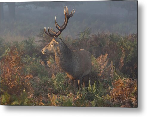 Deer Metal Print featuring the photograph Deer Stag On The Lookout by Prashant Meswani