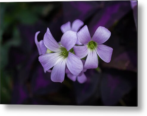 Flower Metal Print featuring the photograph Delicate Beauty by Linda Howes