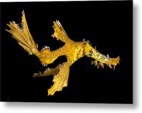 Delicate Metal Print featuring the photograph Delicate Ghost Pipefish by Barathieu Gabriel