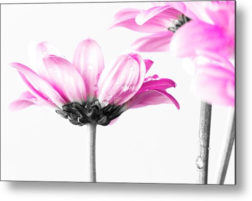 Pink Metal Print featuring the photograph Delicate by Tanya C Smith