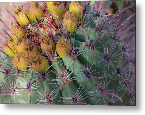  Metal Print featuring the photograph Desert Botanical Garden Phoenix Arizona Barrel Cactus by Catherine Walters