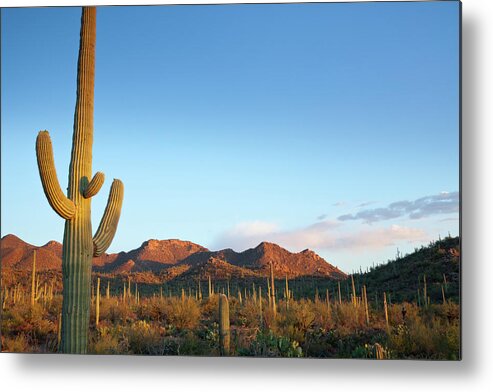 Saguaro Cactus Metal Print featuring the photograph Desert Landscape Filled With Cactuses by Kencanning
