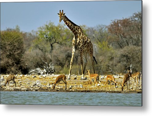 Giraffe Metal Print featuring the photograph Different Sizes by Giuseppe Damico