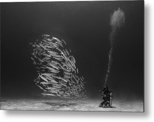 Underwater Metal Print featuring the photograph Diver And School by Chris Bonfield