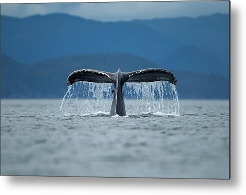 Diving Into Water Metal Print featuring the photograph Diving Humpback Whale, Alaska by Paul Souders