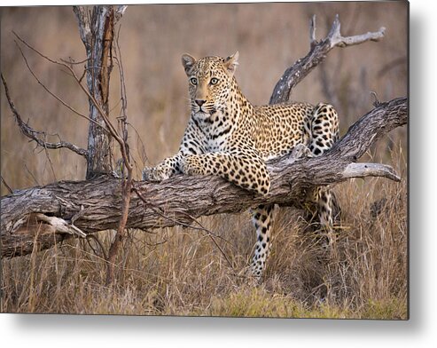 Cheetah Metal Print featuring the photograph Do I Stay Or Do I Go Now by Renee Doyle