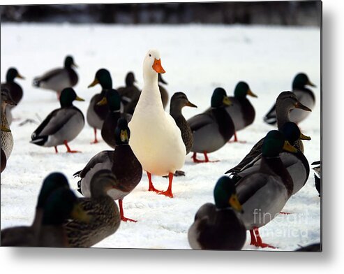Persevere Metal Print featuring the photograph Do You Stand Out From The Crowd by Brad Thompson