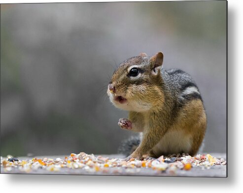 Humour Metal Print featuring the photograph Does Anyone Have A Tissue? by Darlene Hewson