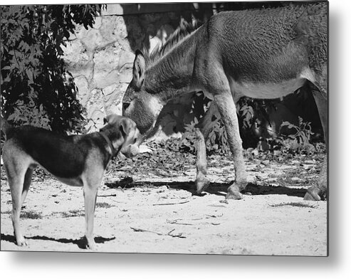 Dog Metal Print featuring the photograph Dog and Burro Show by Debra Grace Addison