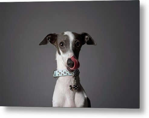 Pets Metal Print featuring the photograph Dog Licking His Nose by Chris Amaral