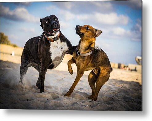 Animal Metal Print featuring the photograph Dogs. They're Amazing! by Avi Theret