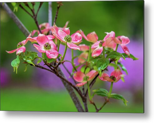 Dogwood Metal Print featuring the photograph Dogwood blossom glow by Jack Clutter