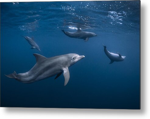 Cetace Metal Print featuring the photograph Dolphin Gang by Barathieu Gabriel