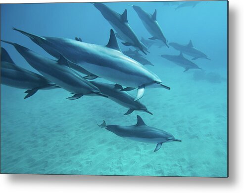 Underwater Metal Print featuring the photograph Dolphins by M.m. Sweet
