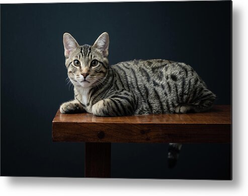 Cat Metal Print featuring the photograph Domestic Shorthair Cat Lying On Bench Against Black Background by Cavan Images