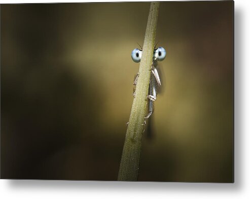 Macro Metal Print featuring the photograph Dragonfly by Chirobocea Nicolae Fanurie